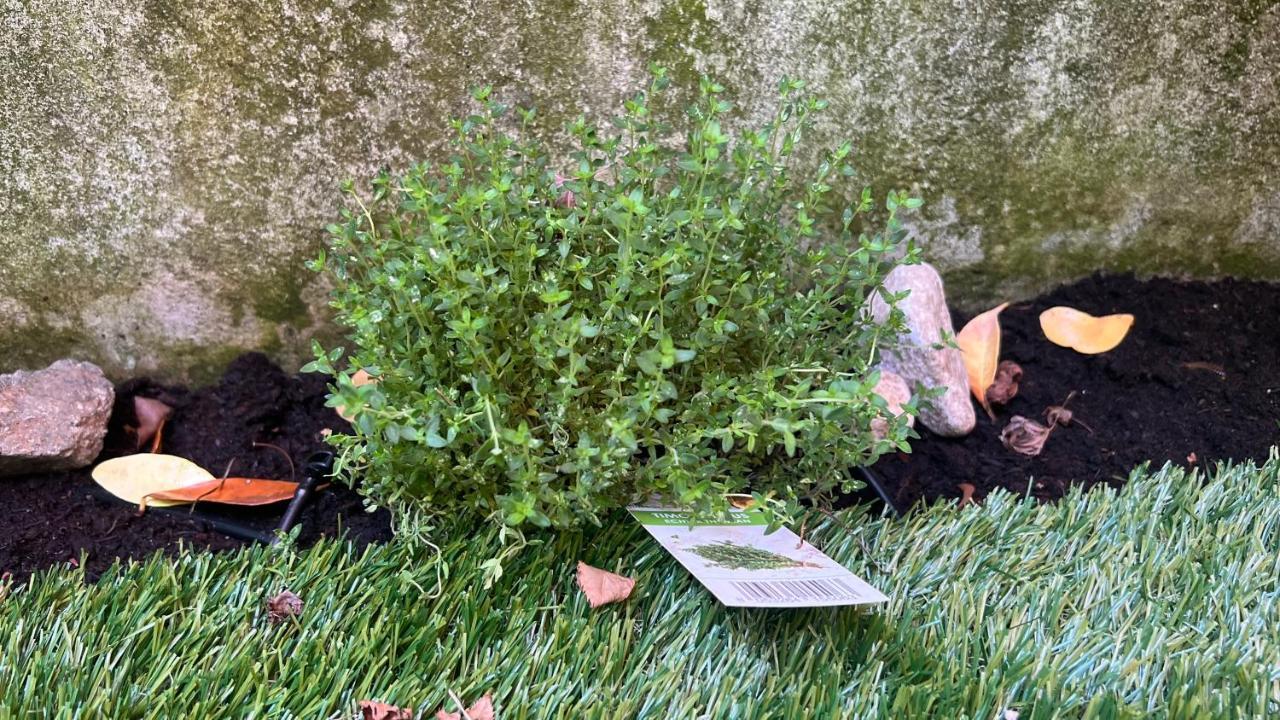 Garden Appartement