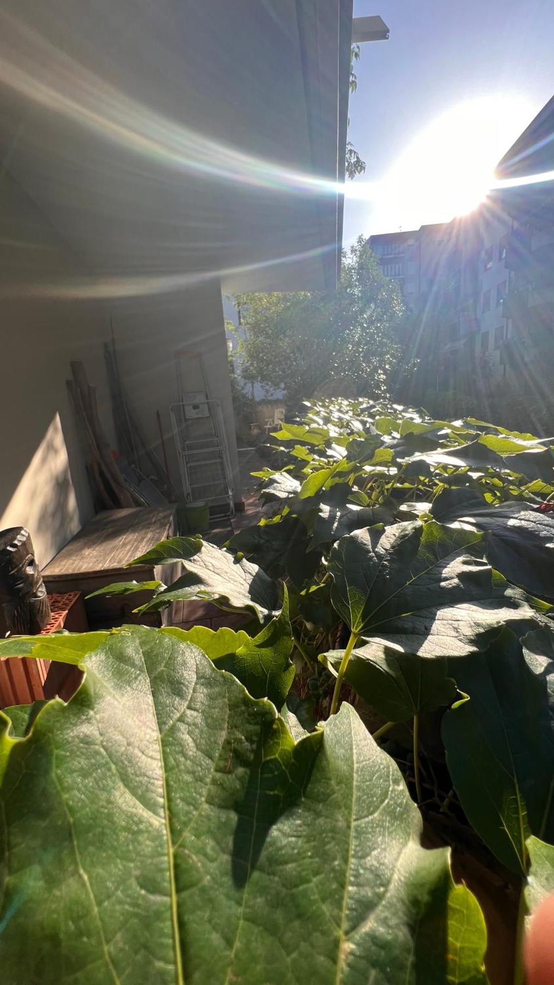 Apartment Garden *