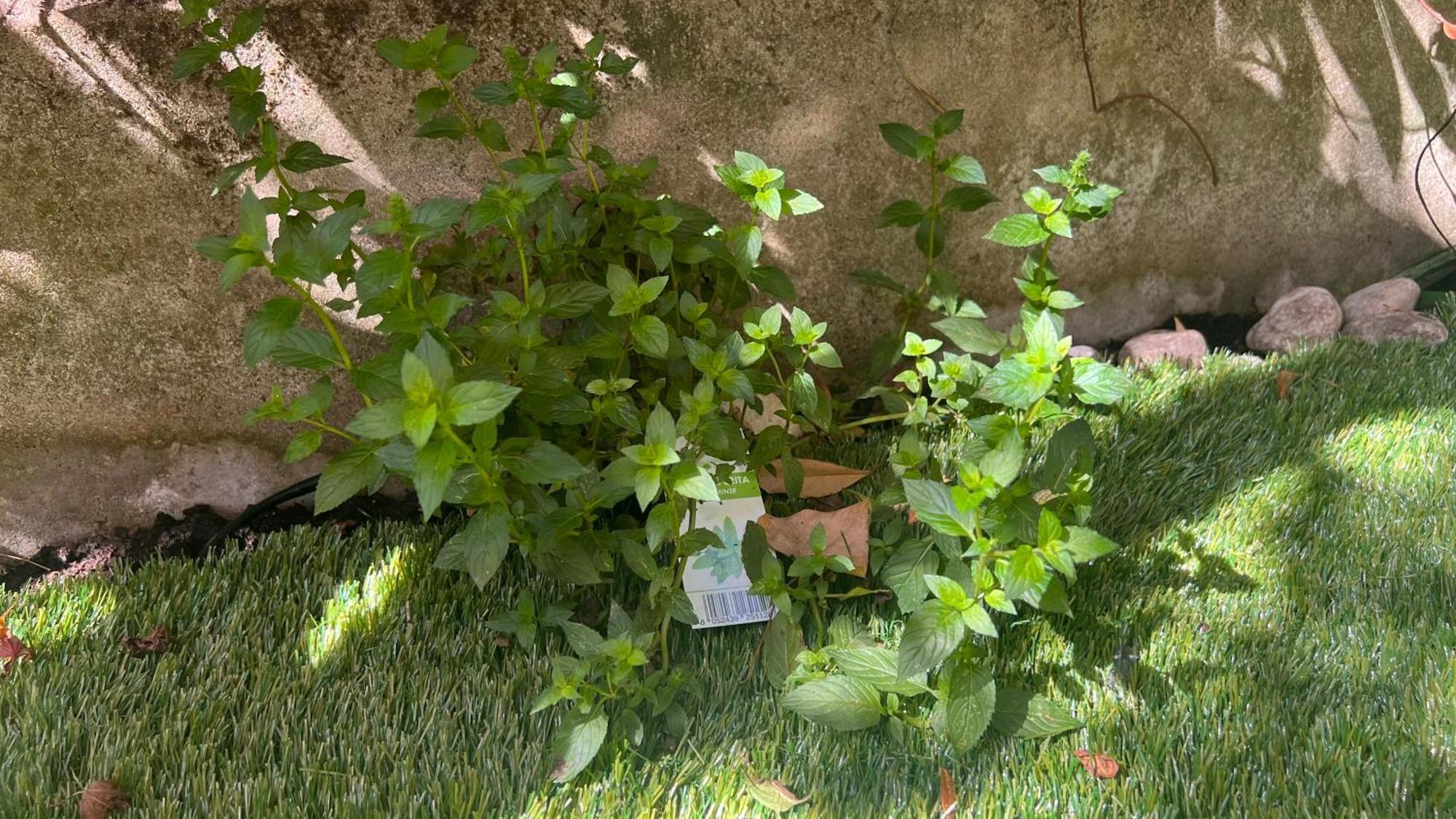 Apartment Garden Bolzano